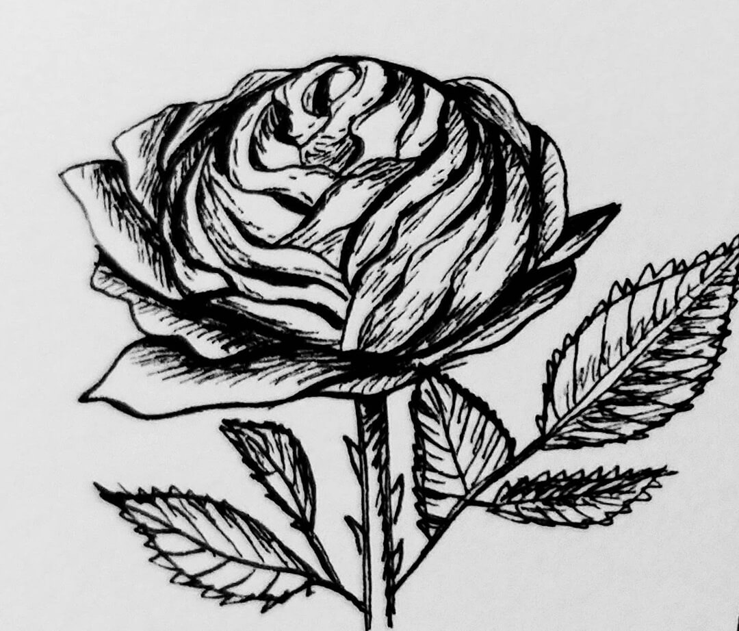 picture of a detailed drawing of a rose with leaves
