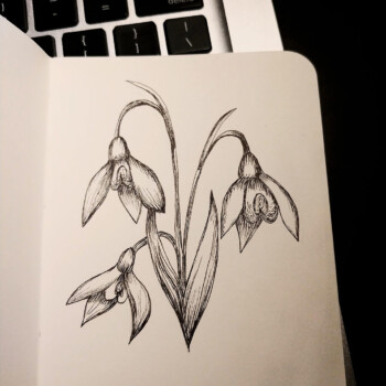 Micron pen. picture of three flowers facing down