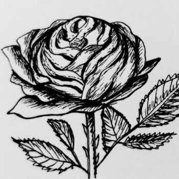 Micron pen. picture of a detailed drawing of a rose with leaves